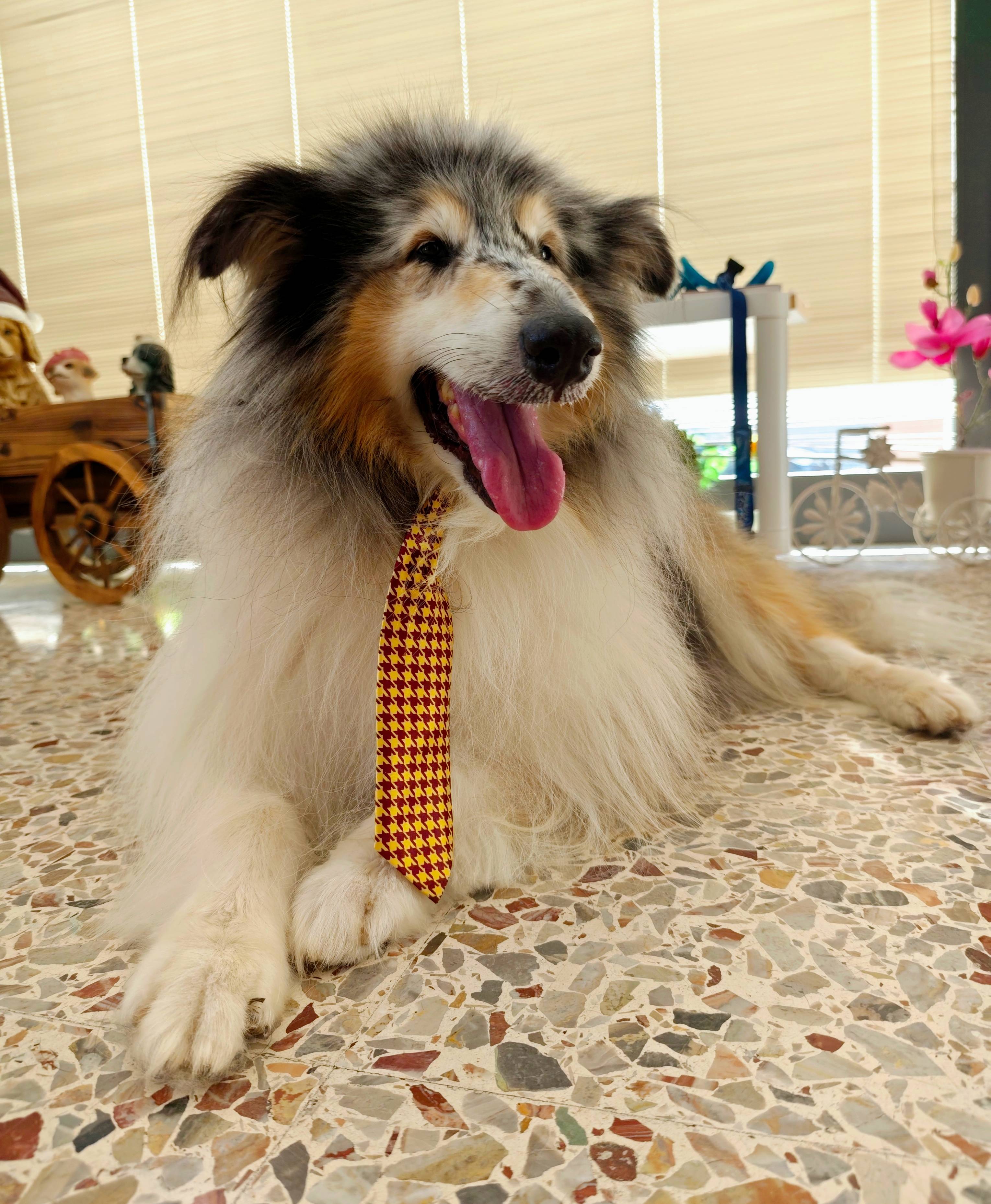 Cane toelettato Musetto Perfetto