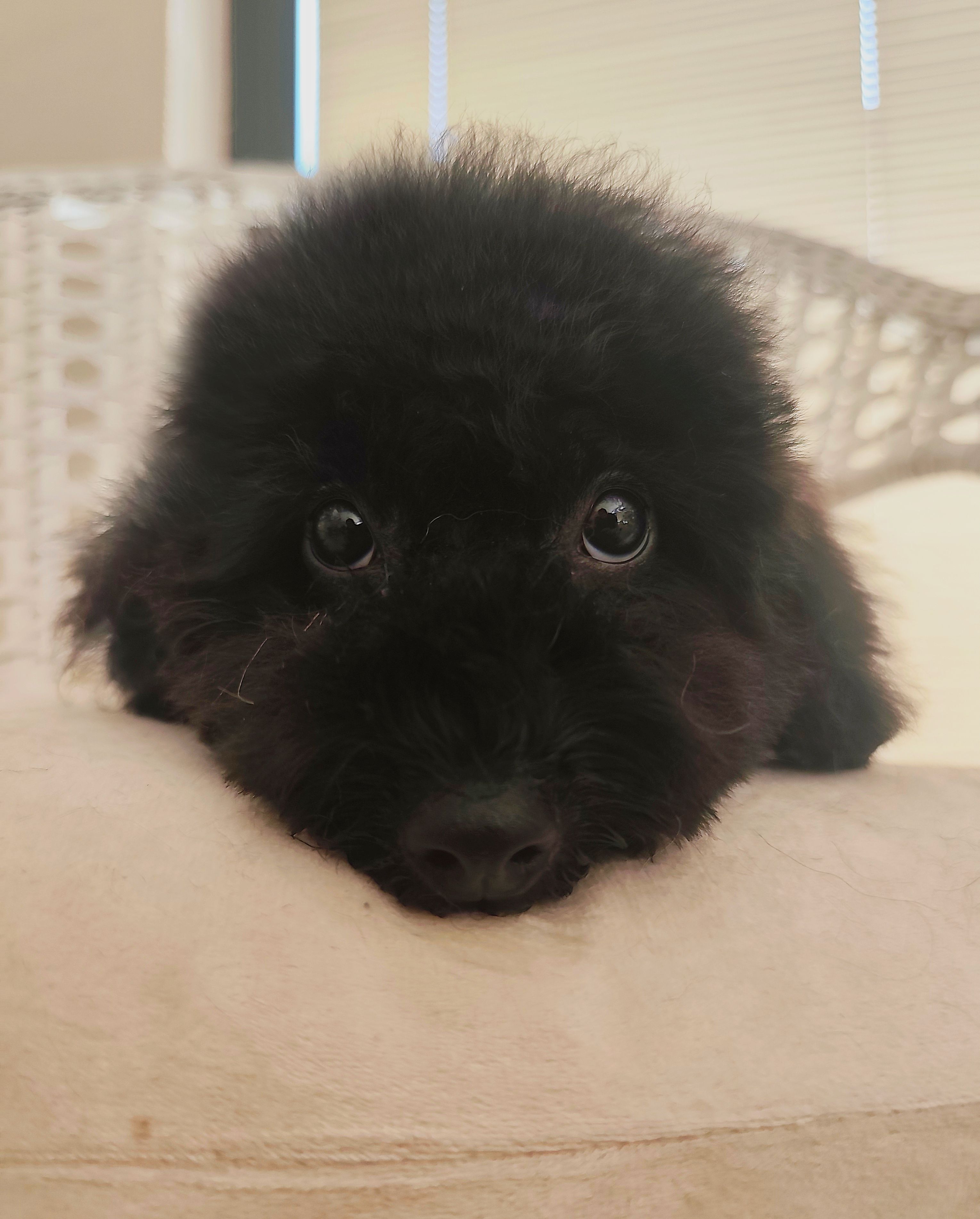 Cane toelettato Musetto Perfetto