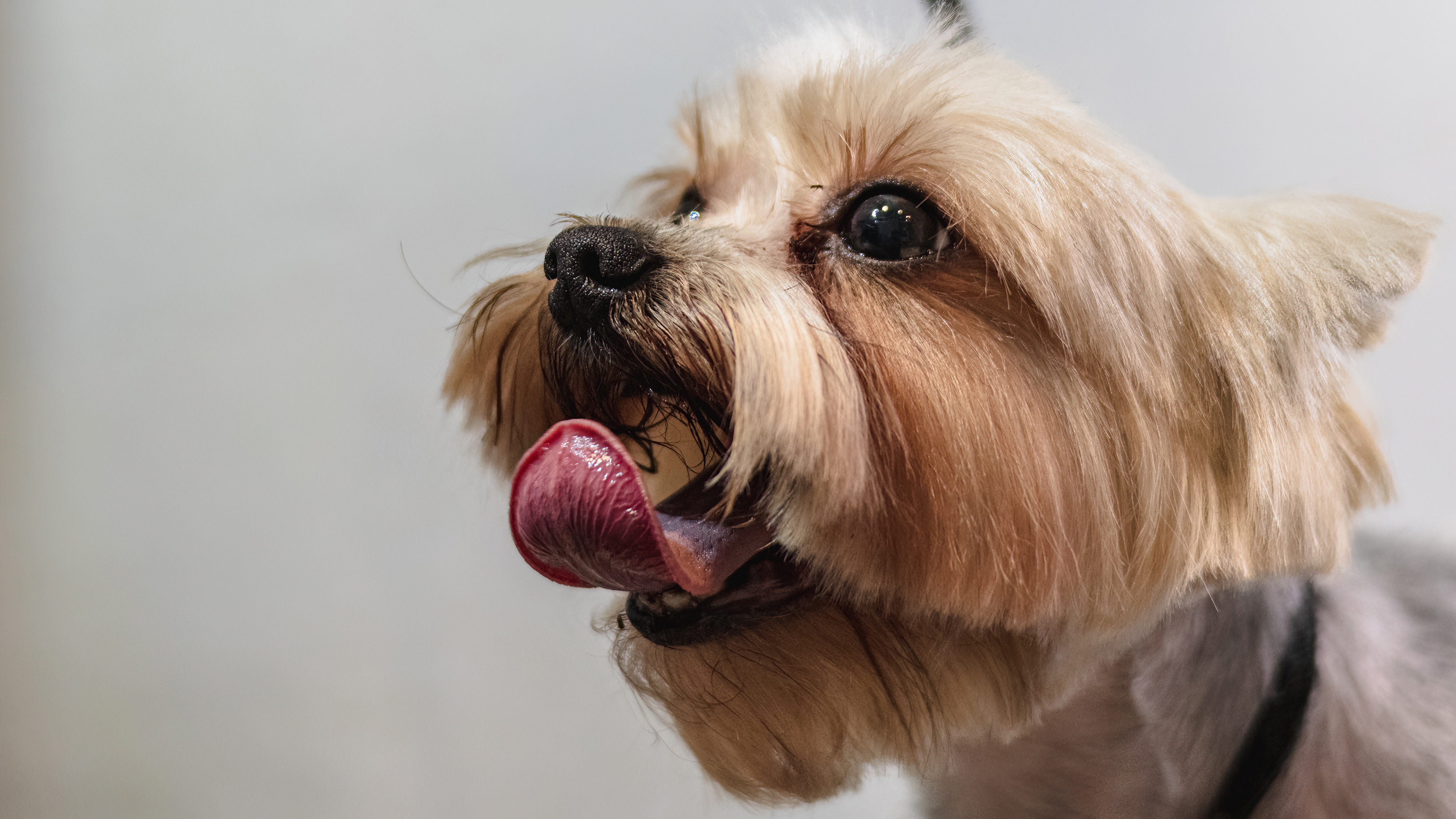 Cane dopo il trattamento