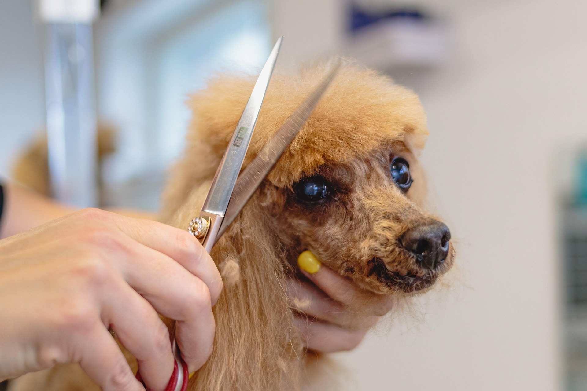 Taglio a forbice per cani